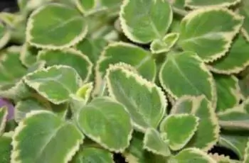 Крупный план некоторых растений шведского плюща Маргинатус пестрый (Plectranthus forsteri 'Marginatus').