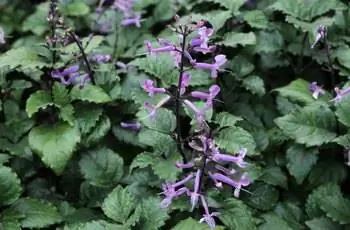 Несколько прекрасных цветов торчат из растений шведского плюща Mona Lavender (Plectranthus ‘Mona Lavender’).