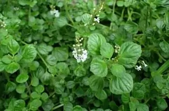 Снимок вниз некоторых ползучих растений плюща (Plectranthus strigosus).