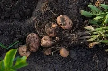 Корни молодого картофеля (Solanum tuberosum) в огороде.