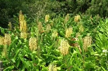 Поле имбиря кахили (Hedychium gardnerianum) с желтыми цветочными шипами, торчащими к небу.