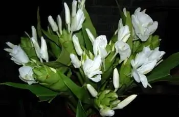 Крупный план цветов имбиря белой бабочки (Hedychium coronarium) ночью.