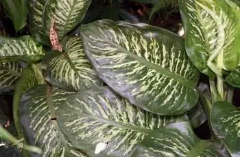 Снимок сверху вниз некоторых гигантских растений (Dieffenbachia amoena).