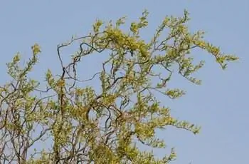 Результат ивы штопорной (Salix babylonica var. pekinensis 'Tortuosa').