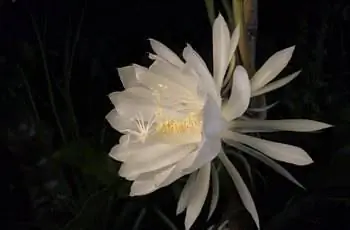 Крупный план цветка Королевы ночи (Epiphyllum oxypetalum) в полном расцвете ночью.