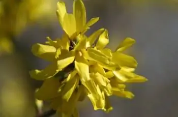 Крупный план цветков китайского золотого колокольчика (Forsythia viridissima).