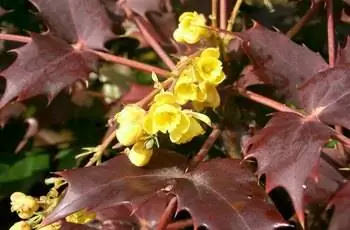 Крупный план нескольких маленьких цветков японской магонии (Mahonia japonica).