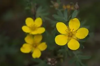 лапчатка кустарниковая (Potentilla fruticosa)