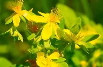 Крупный план нежных кустарниковых цветков зверобоя (Hypericum пирамидатум).