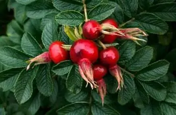 Несколько темно-красных плодов шиповника из растения пляжной розы (Rosa Rugosa).