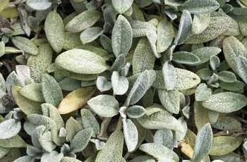 Крупный план листьев растения ягненка Серебряного ковра (Stachys byzantina 'Silver Carpet').