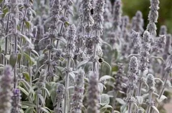 Растения из ушей ягненка (Stachys byzantina), цветущие в лекарственном саду.