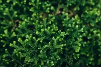 Крупный план стелющегося ирландского мха (Selaginella kraussiana).