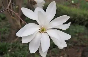 Крупный план цветка белой звездчатой магнолии (Magnolia stellata).