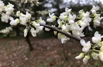 Начинающая цвести ветка белого восточного красного бутона (Cercis canadensis f. alba).