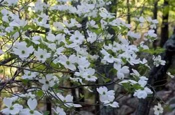 Цветущее дерево кизила (Cornus florida) с обилием белых прицветников.