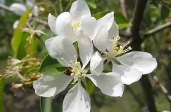 Крупный план нежных белых цветов цветущей яблони Spring Snow (Malus 'Spring Snow').