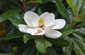 Одинокий белый цветок южной магнолии (Magnolia grandiflora), окруженный темно-зелеными листьями.