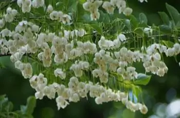 Цветки японского снежного колокольчика (Styrax japonicus) свисают вниз, как люстра.