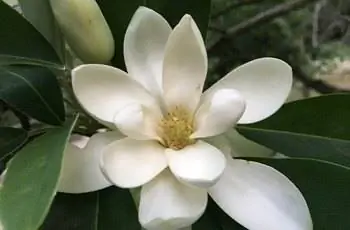 Прекрасный цветок магнолии Sweetbay (Magnolia Virginiana) смотрит в небо.