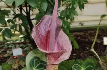 Привлекательное растение конжак (Amorphophallus konjac), прорастающее в саду.