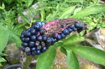 Любопытный стебель языка дьявола (Amorphophallus kiusianus) с блестящими ягодами.