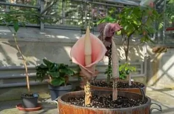 Цветок розового змеиного растения (Amorphophallus Bulbifer) растет в ботаническом саду.