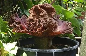 Растение слоновьего батата (Amorphophallus paeoniifolius), растущее в горшке.