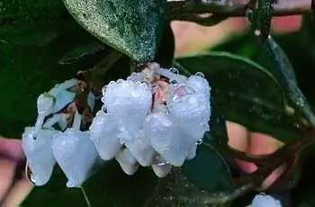 Крупный план белых цветов мансаниты обыкновенной (Arctostaphylos manzanita).