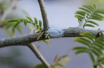 Мучнистые червецы, ползающие по дереву гаф (Prosopis cineraria).