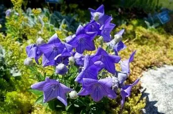 Крупный план воздушных шаров Sentimental Blue (Platycodon grandiflorus 'Sentimental Blue').