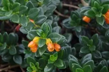 Крупный план растения золотой рыбки (Nematanthus gregarius), растущего в садах Кью.