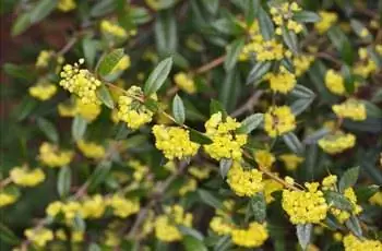 Ветка грушанки барбариса (Berberis julianae) занимает центральное место на снимке.