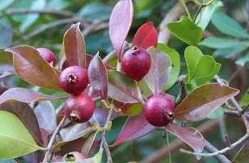 Несколько маленьких клубничных гуавов (Psidium Cattleianum) все еще растут на ветке.