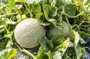 Крупный план дыни (Cucumis melo var. cantalupensis), все еще растущей на лозе.