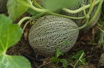 Крупный план молодой дыни (Cucumis melo var. cantalupensis), все еще растущей в тени.