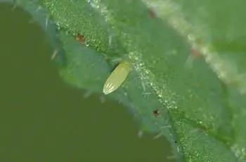 Единственное яйцо капустного червя (Pieris rapae) на листе.