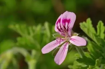 Восхитительно розовая и пурпурно-розовая герань (Pelargonium × Graveolens), открывающаяся солнцу.