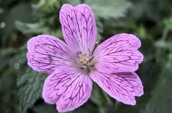 Нарисованный карандашом цветок герани герани (Geranium versicolor) с розовыми и пурпурными лепестками.