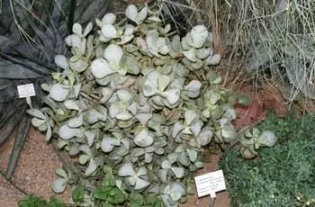 Растение серебряного нефрита (Crassula arborescens), растущее в саду в Германии.