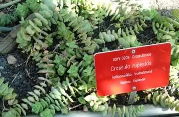 Цепочка нефритовых пуговиц (Crassula rupestris), растущих в ботаническом саду в Хельсинки, Финляндия.