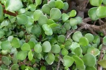 Крупный план растения слоновьего куста (Portulacaria afra).