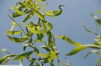 Крупный план ветки ивы штопорной (Salix babylonica var. pekinensis ‘Tortuosa’).