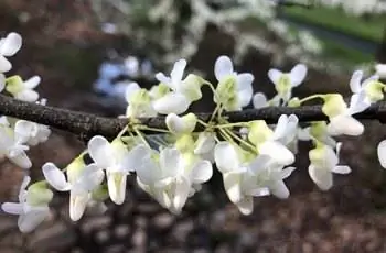 Крупный план ветки белоцветкового восточного красного бутона (Cercis canadensis var. alba) с белыми цветками.