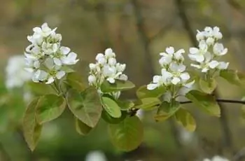 Саскатунская ягода (Amelanchier alnifolia)