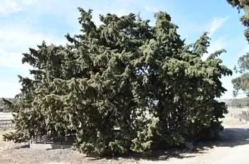 Большой итальянский кипарис (Cupressus sempervirens), занимающий всю раму.