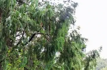 Несколько чудесных ветвей кашмирского кипариса (Cupressus Cashmeriana) направлены в небо.