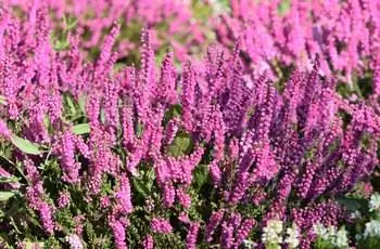 Некоторые растения янского вереска (Calluna vulgaris 'Jana'), растущие в ботаническом саду.