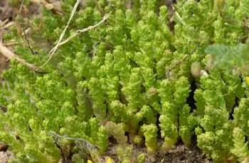 Крупный план очитка золотого мха (Sedum acre), растущего как почвопокровное.