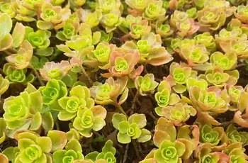 Крупный план кавказского очитка (Sedum spurium), выращиваемого в качестве почвопокровного растения.